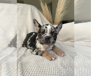 French Bulldog Puppy for sale in SACRAMENTO, CA, USA