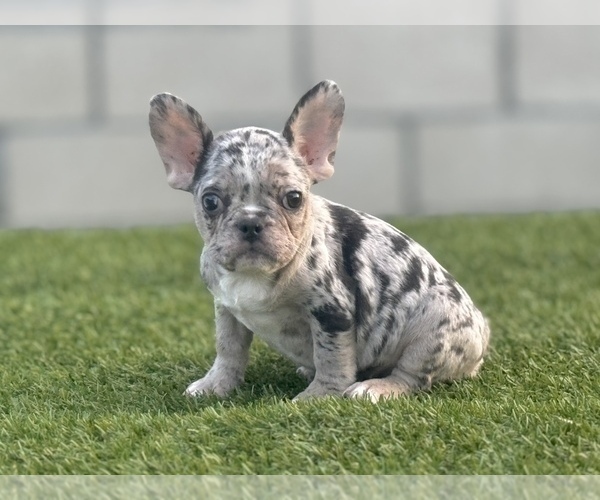 Medium Photo #7 French Bulldog Puppy For Sale in HOUSTON, TX, USA