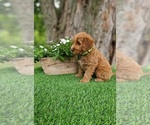 Small #3 Goldendoodle