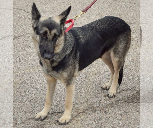 Medium Photo #4 German Shepherd Dog Puppy For Sale in Huntley, IL, USA