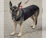 Small #3 German Shepherd Dog