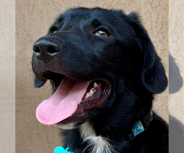 Medium Photo #2 Labrador Retriever-Unknown Mix Puppy For Sale in Cave Creek, AZ, USA