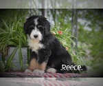 Image preview for Ad Listing. Nickname: Reece