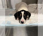 Small #1 Coonhound Mix