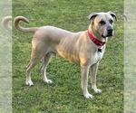 Small #4 Mastiff Mix