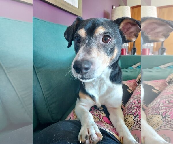 Medium Photo #6 Feist Terrier-Jack Russell Terrier Mix Puppy For Sale in Columbus, IN, USA