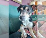 Small #5 Feist Terrier-Jack Russell Terrier Mix
