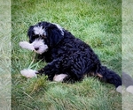 Shale - Female Bernedoodle (Miniature) Puppy for Sale - Photo #3