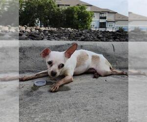 Chihuahua-Unknown Mix Dogs for adoption in San Antonio, TX, USA