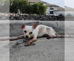 Small Chihuahua Mix