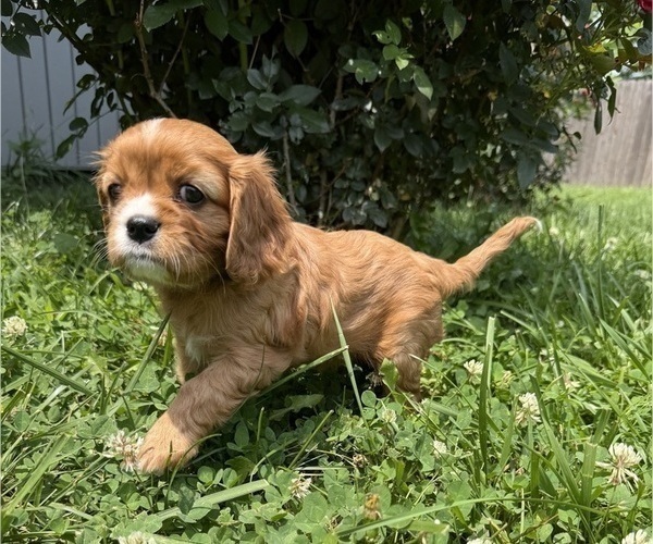 Medium Photo #11 Cavalier King Charles Spaniel Puppy For Sale in KANSAS CITY, MO, USA