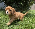 Small #10 Cavalier King Charles Spaniel