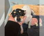 Peanut - Female Chihuahua-Unknown Mix Dog for Adoption - Small photo