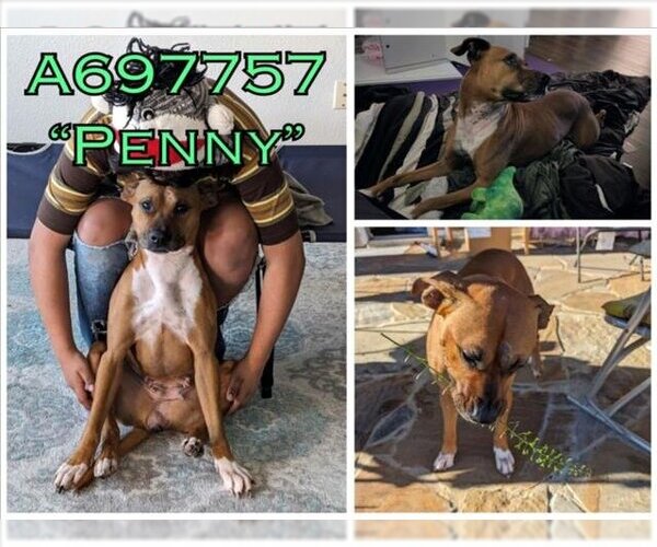 Medium Photo #2 American Staffordshire Terrier-Unknown Mix Puppy For Sale in San Antonio, TX, USA