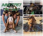 Small #1 American Staffordshire Terrier Mix