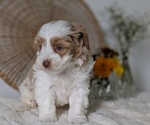 Puppy Loki Poovanese