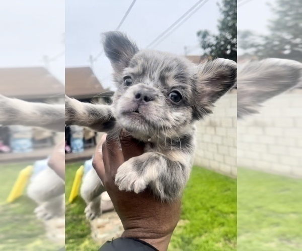 Medium Photo #5 French Bulldog Puppy For Sale in NEW ORLEANS, LA, USA