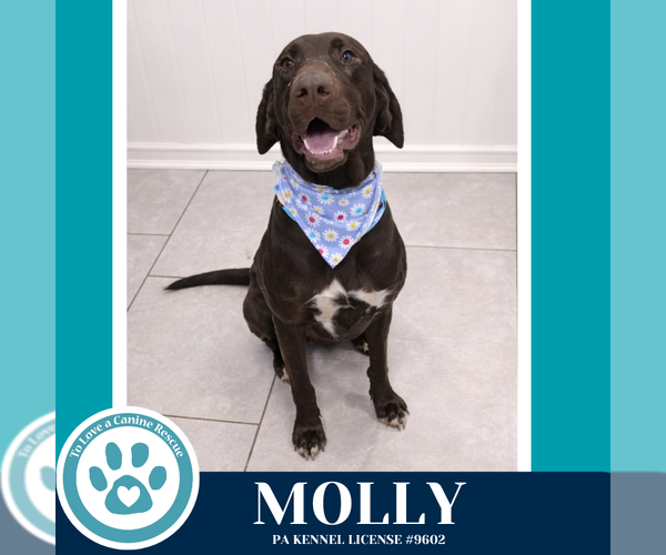 Medium Photo #1 German Shorthaired Pointer-Unknown Mix Puppy For Sale in Kimberton, PA, USA