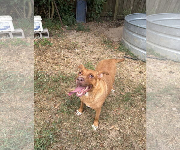 Medium Photo #1 American Staffordshire Terrier-Labrador Retriever Mix Puppy For Sale in Jackson, MS, USA