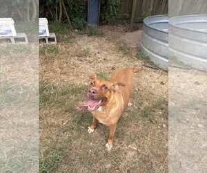 American Staffordshire Terrier-Labrador Retriever Mix Dogs for adoption in Jackson, MS, USA