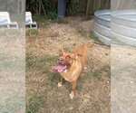 Small American Staffordshire Terrier-Labrador Retriever Mix