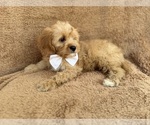 Small #8 Cavapoo (Miniature)