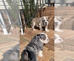 Small Photo #8 English Bulldog Puppy For Sale in CLEVELAND, NC, USA
