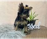 Small #3 YorkiePoo