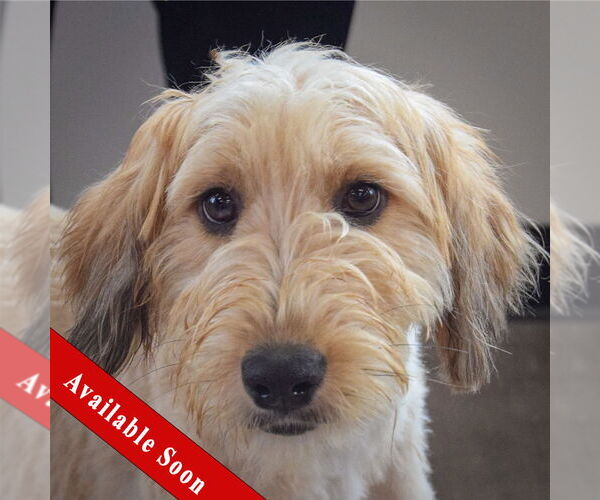 Medium Photo #1 Golden Retriever-Unknown Mix Puppy For Sale in Huntley, IL, USA