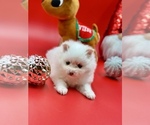 Small Photo #1 Biewer Terrier Puppy For Sale in STKN, CA, USA