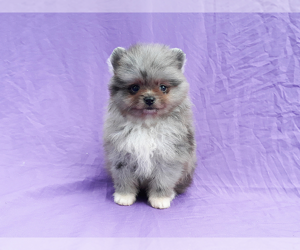 Full screen Photo #7 Pomeranian Puppy For Sale in WEST PALM BEACH, FL, USA