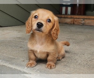 Dachshund Puppy for sale in GALENA, KS, USA