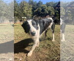 Small #4 Australian Shepherd-English Springer Spaniel Mix