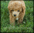 Small Photo #9 Poodle (Miniature) Puppy For Sale in COPPOCK, IA, USA