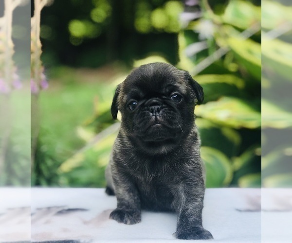 Medium Photo #1 Pug Puppy For Sale in CANTON, CT, USA