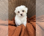 Puppy Autumn Maltese-Poodle (Toy) Mix