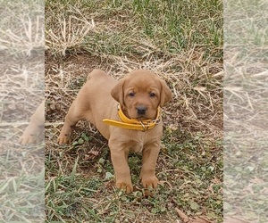 Labrador Retriever Puppy for sale in MC GAHEYSVILLE, VA, USA