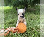 Small #2 French Bulldog