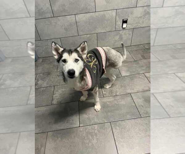 Medium Photo #1 Huskies -Unknown Mix Puppy For Sale in New York, NY, USA