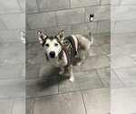 Small Huskies  Mix