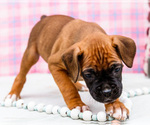 Puppy Crush Boxer