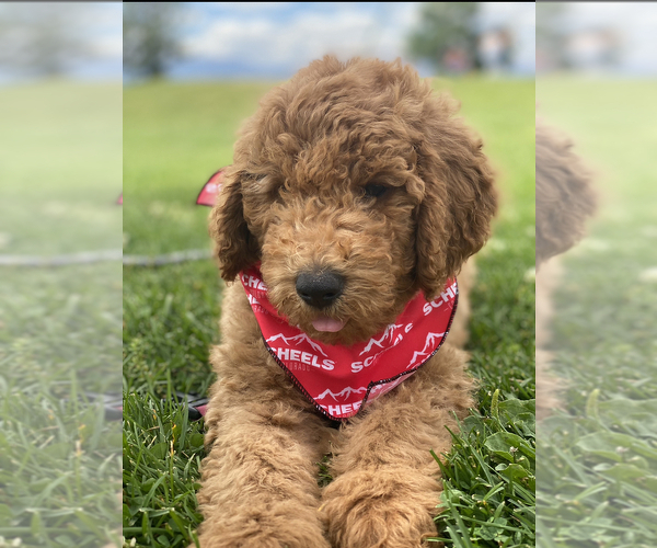Medium Photo #9 Goldendoodle Puppy For Sale in COLORADO SPRINGS, CO, USA