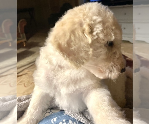 Full screen Photo #1 Pyredoodle Puppy For Sale in EATONTON, GA, USA