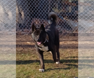 Father of the Akita puppies born on 03/07/2025