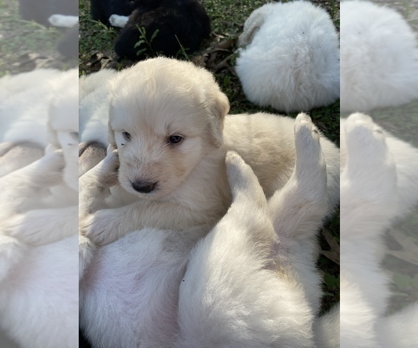 Medium Photo #7 Pyredoodle Puppy For Sale in NEWBERRY, FL, USA