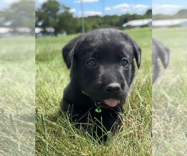 Medium Photo #10 Labrador Retriever Puppy For Sale in FREDERICKSBG, OH, USA