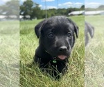 Small Photo #10 Labrador Retriever Puppy For Sale in FREDERICKSBG, OH, USA