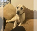 Small #2 Labrador Retriever Mix