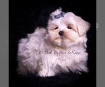 Small Photo #49 Maltese Puppy For Sale in WARSAW, IN, USA