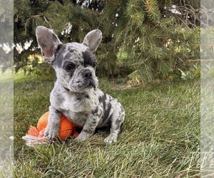 French Bulldog Puppy for sale in MIDDLEBURY, IN, USA
